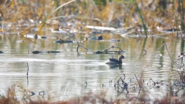 沉湖湿地生态修复变身鸟类天堂——一体化排水泵站与湿地生态相互协调